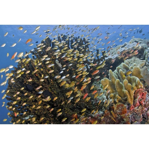 Fish swim past reef corals, Papua, Indonesia
